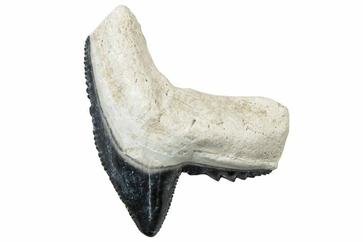 Fossil Tiger Shark (Galeocerdo) Tooth - Bone Valley, Florida #299600